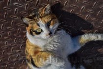 小猫出生第一天就发现脚趾发黑发红渗血该咋办？