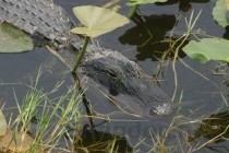 福建警察学院王牌专业有哪些？附2024最新王牌专业排名一览表