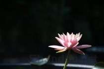 2024年长江职业学院在河南计划招生人数（附学费及专业录取分)