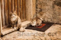 猫咪益生菌和狗狗益生菌一样吗，猫狗益生菌十大排名