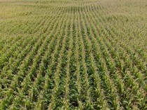 世界最富的排名榜，世界最富的牛场排名前十