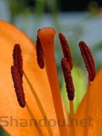 邕剧十大经典剧目2025年排行榜前十名榜单出炉