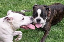 狗狗一直喘气 想站起来站不稳是什么缘故？要怎么应对？