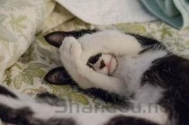 猫有口臭是到底怎么了？猫有口臭该用什么办法？