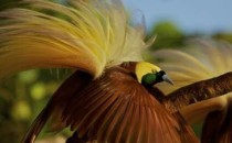 世界上最锋利的羽毛世界上什么动物的羽毛最锋利