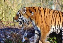 世界前十恶霸犬，世界恶霸犬姓名排行榜