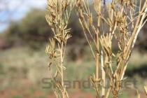 中国国家保护草本植物名录2025年排行榜前十名榜单出炉