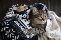 猫咪总喜欢叫唤趴地上是啥缘故？该如何是好？