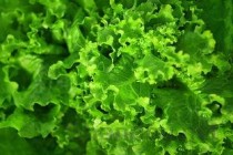 山西农业大学2024年各学科排名一览表！附教育部评级比例