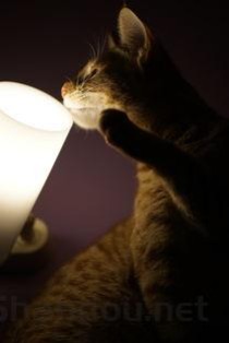 猫咪呕吐糊状的东西和泡沫的缘由何在？要怎么改善？