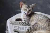 狗狗吐痰吐出粘液是什么缘故？狗狗吐痰吐出粘液该如何解决？