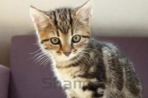 猫咪一只眼睛流眼泪睁不开要如何应对？