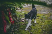 猫咪后肢无力走路打滑一步一摔该如何是好？