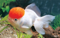 世界鱼排名价格前十世界著名鱼