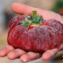 哪些水果不是中国的原产地世界上最难的草莓怎么画