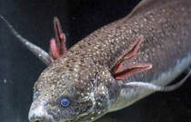 世界上哪个鱼类最坚强,马林鱼的寿命有多长?