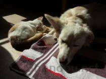 猫咪口腔里有个凸起的包还有黑点要怎么改善？