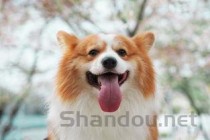 狗狗嘴巴发红是什么缘故？要如何应对？