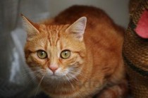 猫咪嘴里长了一个包在是啥缘故？该用什么办法？