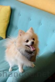 狗狗吐了食物不吃东西是咋回事？要怎么处理？