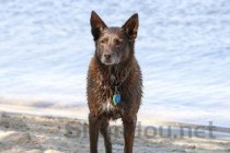 狗狗吐5次吐泡沫和黄水是咋回事？该咋办？