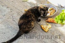 猫咪肚子变大现在小点了是什么引起的？有什么办法恢复？