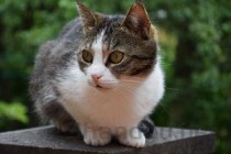 猫偶尔会倒地抽搐之后变正常要怎么调理？