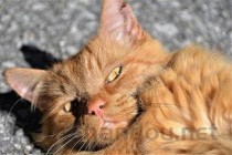 猫咪每天都吐是啥情况？猫咪每天都吐有什么办法恢复？