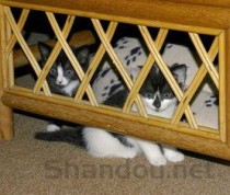 猫咪有点蔫喜欢坐暖和的地方怎么办？