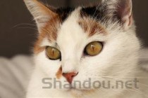 猫咪眼睛发红眼屎红褐色是啥缘故？怎么办？