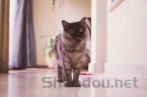 猫咪口臭加嘴里黄色液体是咋回事？该怎么解决？