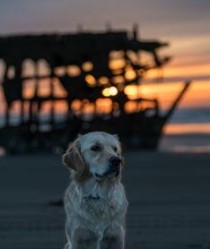 世界上最搞笑的傻狗（世界上十大傻狗）