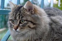 猫咪突然一吃猫粮就吐猫粮不拉便便该用什么办法？