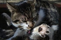 猫皮肤变黑掉毛是什么原因？猫皮肤变黑掉毛有什么办法恢复？