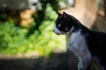 猫咪眼睛流褐色脓状物是何原因？该如何是好？