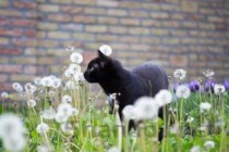 猫咪拉黄绿色胶状便其他没有问题要怎么弄？