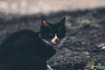 猫咪突然失声张着嘴巴叫不出声音该咋整？