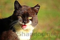 猫右侧眼睛红肿流泪睁不开眼睛要怎么改善？