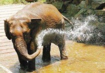 世界智商排前十的动物,世界十大最通人性最聪明的动物排行有哪些？