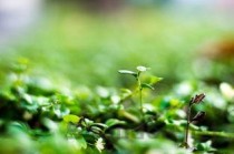 世界上最绿的泥土，世界上最绿的泥土是什么