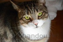 猫咪便便尾端带有一点血是啥情况？有什么办法恢复？