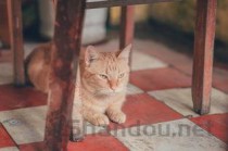 猫下巴和胡子根部有橙色颗粒该怎么处理？