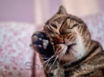 猫咪上嘴唇红肿是何原因？猫咪上嘴唇红肿该怎么处理？