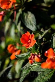 中国最值钱十大花海图片，中国最值钱十大花海图片及价格