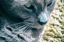 猫咪吐黄绿色的水和毛球是何原因？该咋整？