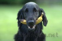 猫咪头顶有个小红疙瘩呢是什么原因？该如何是好？