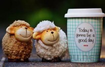 吃辅食的小猫便秘是啥情况？吃辅食的小猫便秘该如何是好？