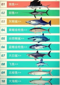 世界的鲨鱼玩具排名前十（世界上所有的鲨鱼玩具）