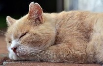 小狗发抖是什么原因？小狗发抖要怎么弄？