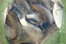 钓鱼买什么鱼护好？市面常见鱼护种类对比！（方形鱼护推荐）